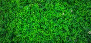 Top 4k wallpaper green free Download