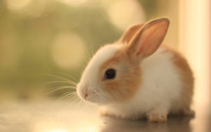 Top animal wallpaper cute 4k Download