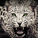 Download animal wallpaper free download for pc HD