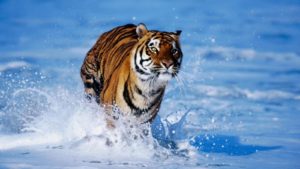 Top animal wallpaper free download for pc free Download