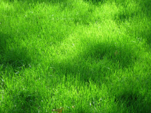 Download anime grass background HD