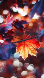 Top autumn leaves iphone wallpaper 4k Download