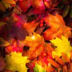 Download autumn leaves iphone wallpaper HD