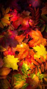 Download autumn leaves iphone wallpaper HD