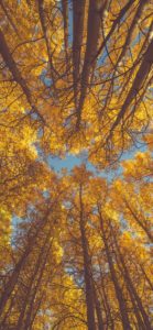 Top autumn leaves iphone wallpaper HD Download