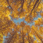 Top autumn leaves iphone wallpaper HD Download