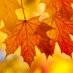 Download autumn leaves iphone wallpaper HD