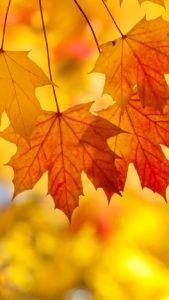 Download autumn leaves iphone wallpaper HD