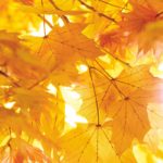 Top autumn leaves iphone wallpaper Download