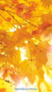 Top autumn leaves iphone wallpaper Download