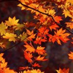 Top autumn leaves iphone wallpaper HD Download