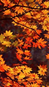 Top autumn leaves iphone wallpaper HD Download