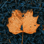 Download autumn leaves iphone wallpaper HD