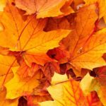 Download autumn leaves iphone wallpaper HD