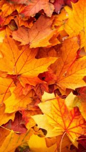 Download autumn leaves iphone wallpaper HD