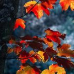 Top autumn leaves iphone wallpaper 4k Download