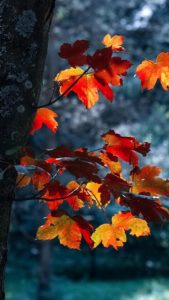 Top autumn leaves iphone wallpaper 4k Download