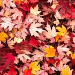 Top autumn leaves iphone wallpaper 4k Download