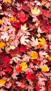 Top autumn leaves iphone wallpaper 4k Download