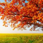 Top autumn wallpaper download 4k Download