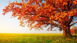 Top autumn wallpaper download 4k Download