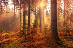 Top autumn wallpaper download Download