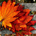 Top autumn wallpaper download free Download