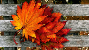 Top autumn wallpaper download free Download