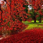 Top autumn wallpaper download HD Download