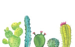 Download background cactus HD