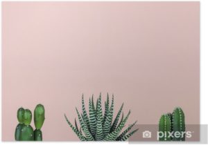 Download background cactus HD