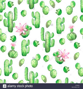 Top background cactus 4k Download