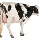 Top background cow HD Download