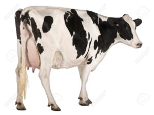 Top background cow HD Download