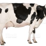 Top background cow free Download