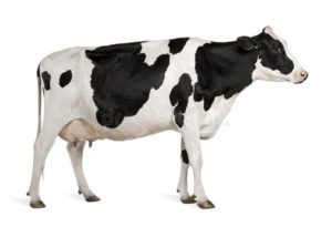 Download background cow HD