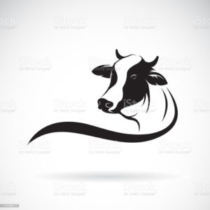 Download background cow HD