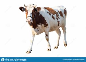 Top background cow 4k Download