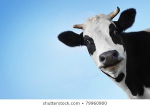 Top background cow free Download