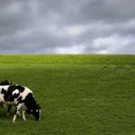 Top background cow HD Download