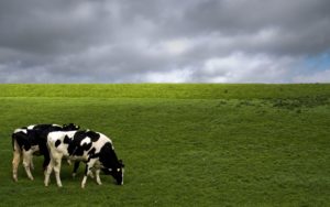 Top background cow HD Download