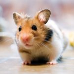 Top backgrounds of hamsters 4k Download