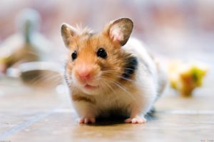 Top backgrounds of hamsters 4k Download