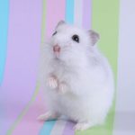 Top backgrounds of hamsters HD Download