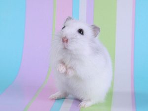 Top backgrounds of hamsters HD Download