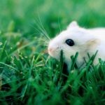 Top backgrounds of hamsters HD Download