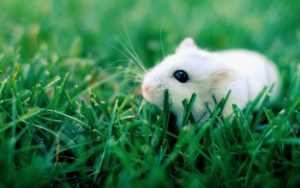 Top backgrounds of hamsters HD Download