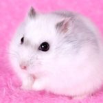 Download backgrounds of hamsters HD