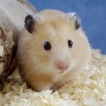 Download backgrounds of hamsters HD