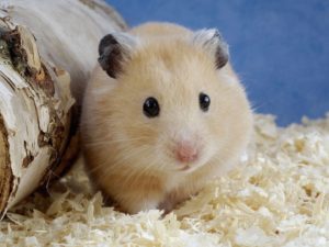 Download backgrounds of hamsters HD